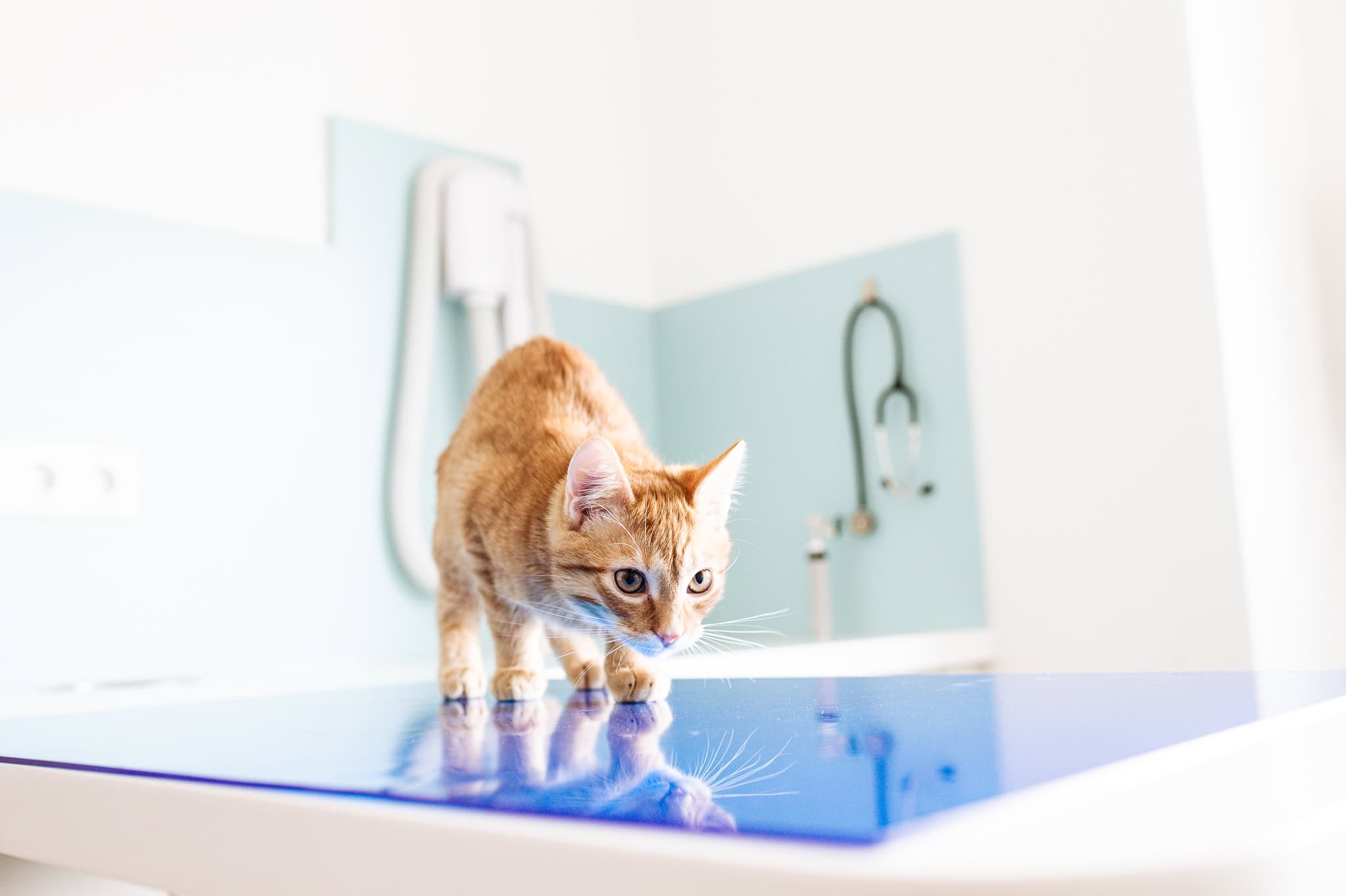 Tierkardiologie – Tierspital am Schliersee