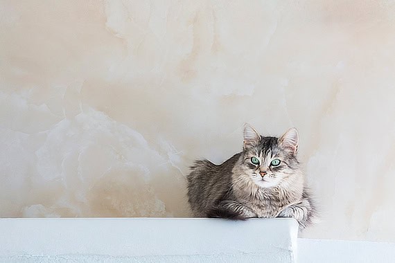 Ophthalmologie – Tierspital am Schliersee